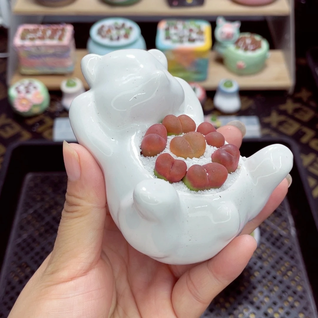 w9737 带盆土发货一物一拍