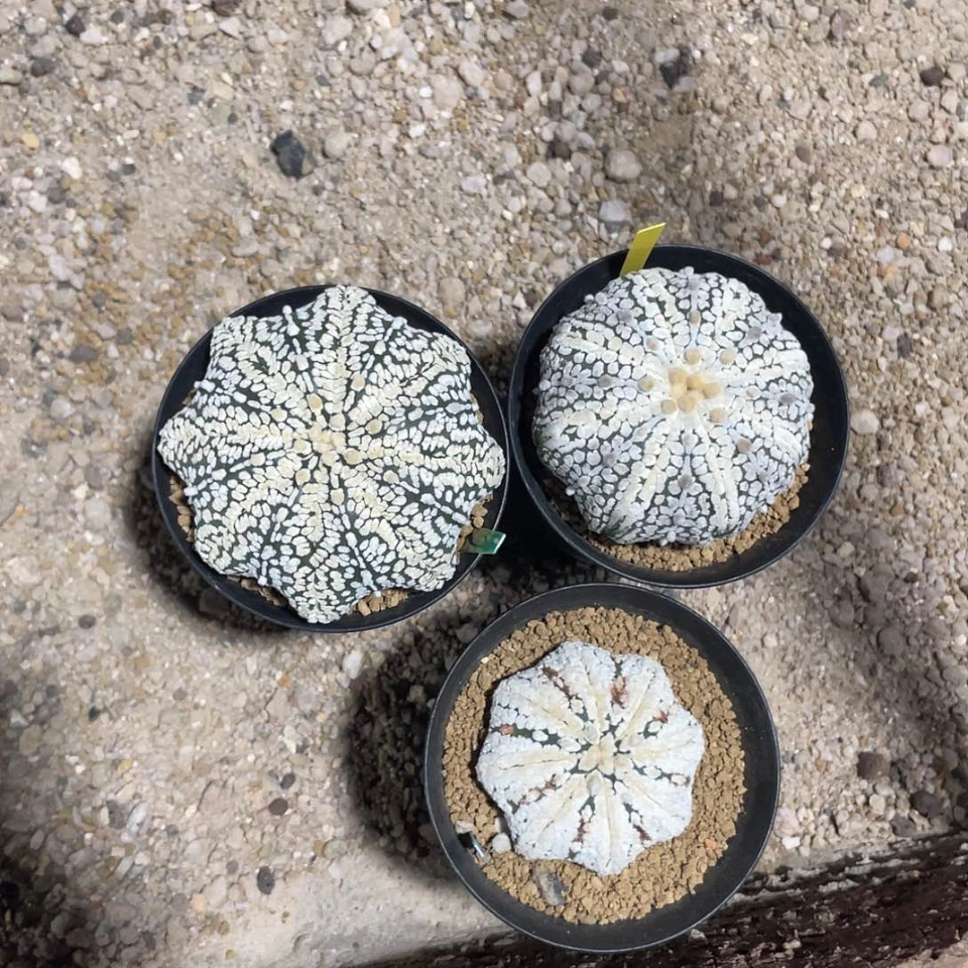 完全开放三颗 海星兜