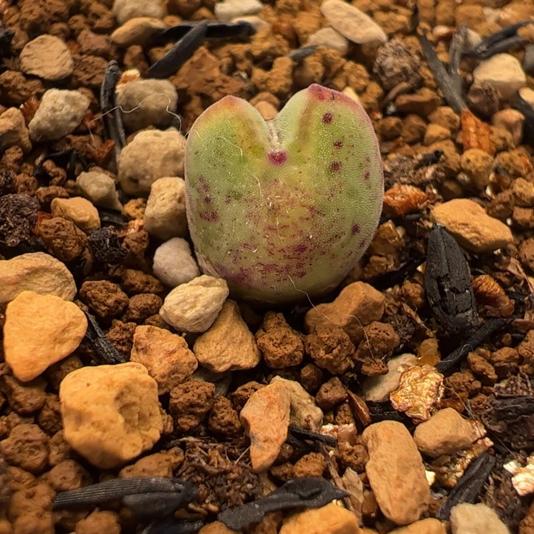 055多肉植物百科