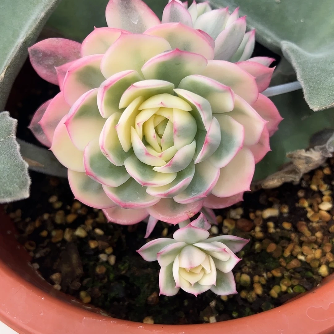 粉水晶锦嫁接多肉植物