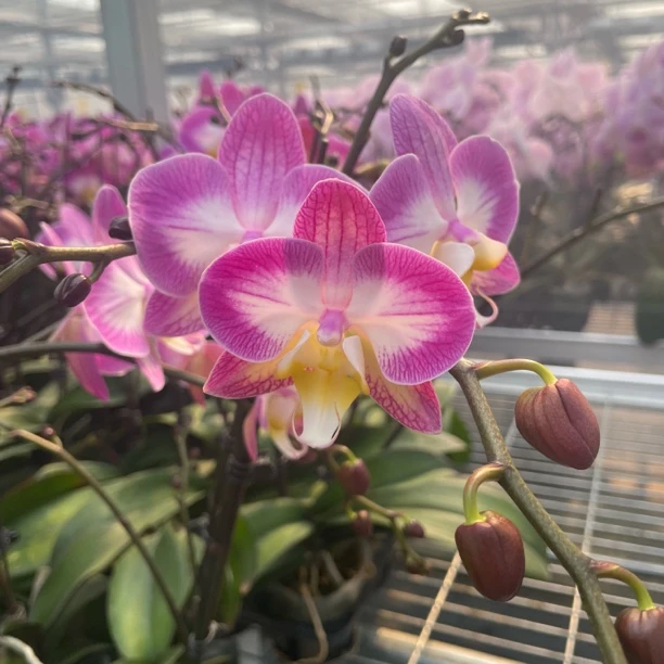 【斯普利特  3.5寸】蝴蝶兰高档鲜花盆栽