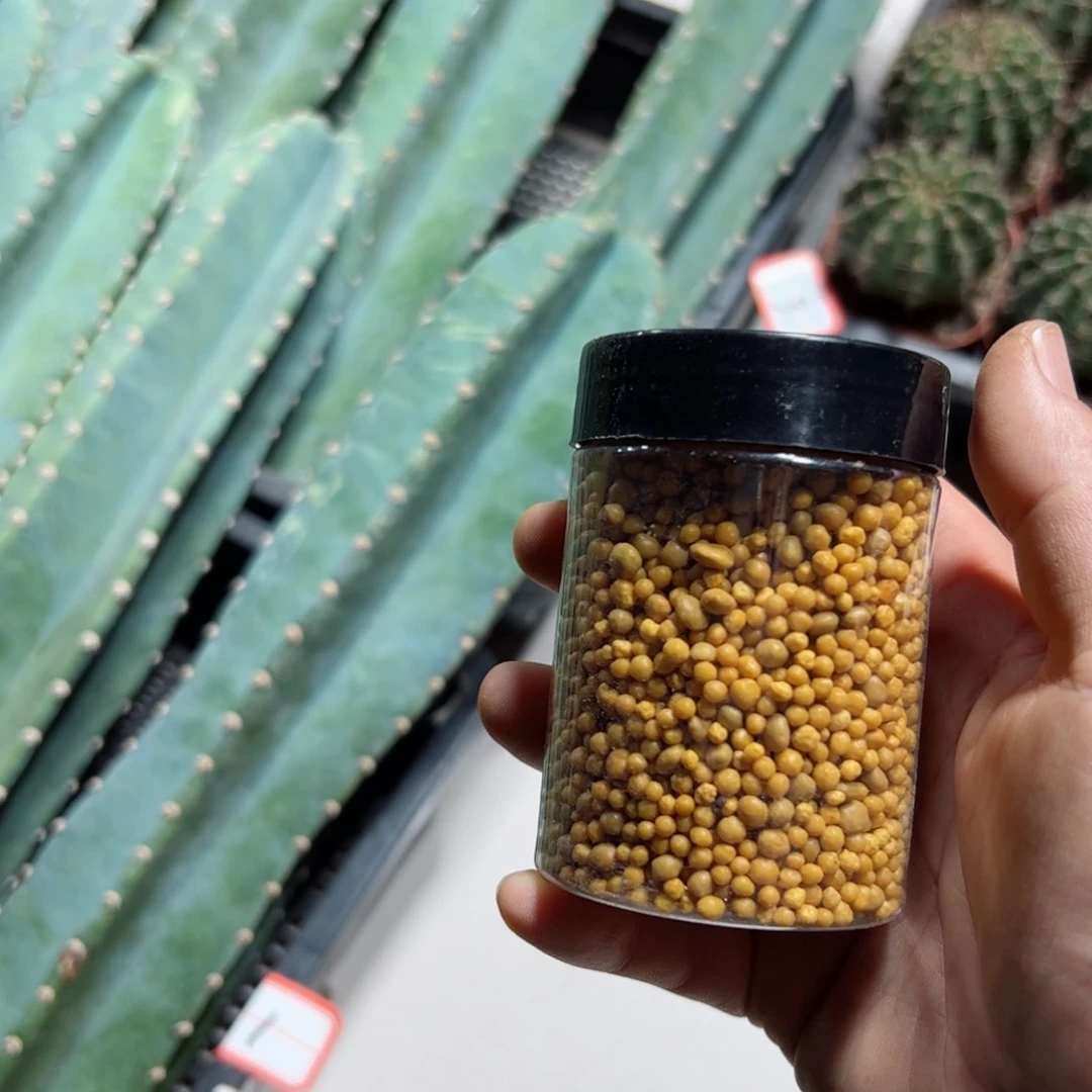 下仙人球用奥绿150克左右20包邮