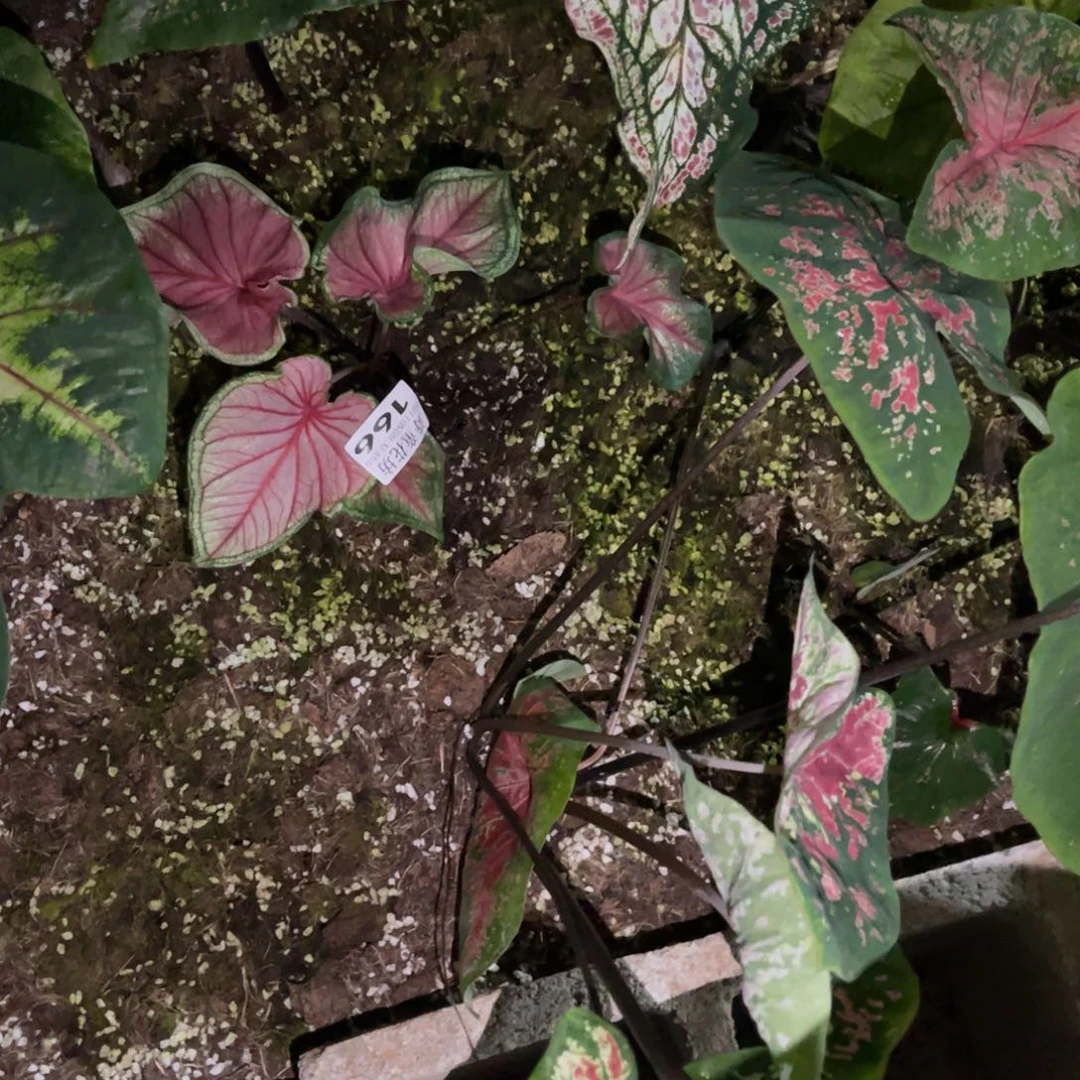 q***i无花朵               166甜心不包售后