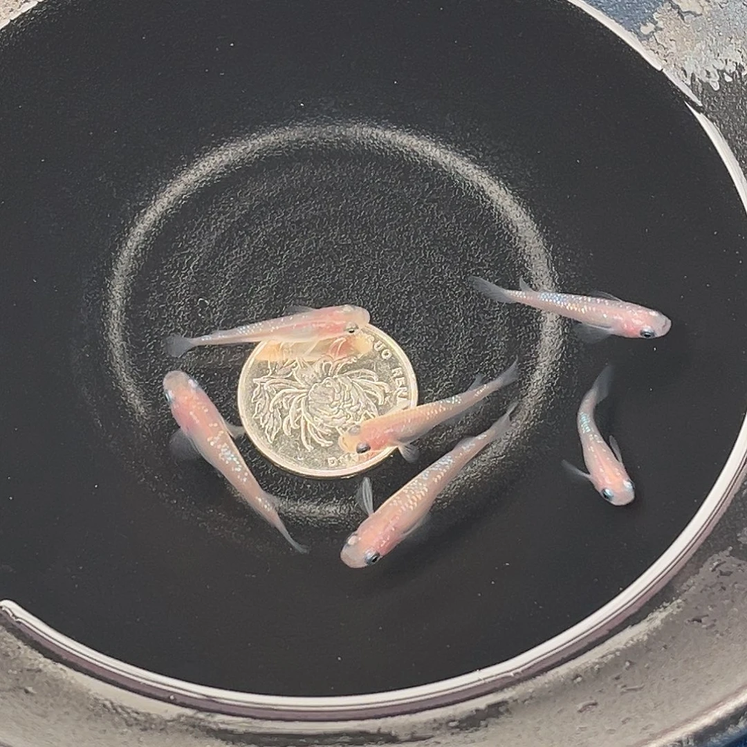 青鳉鱼粉王华6条品相自观12号