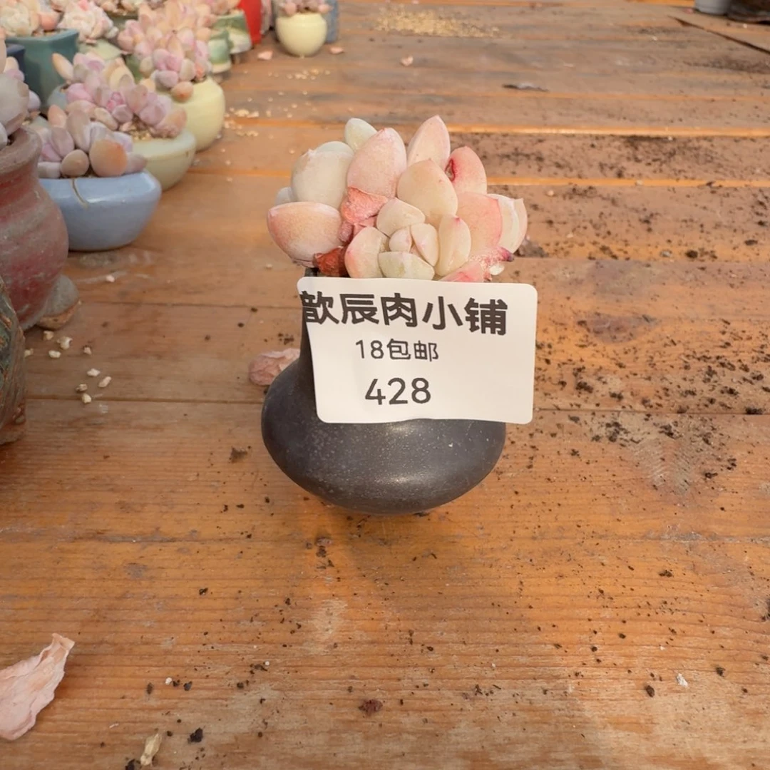 馨**乖多肉植物冰玉带盆428