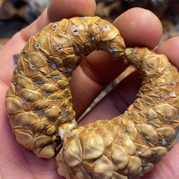 文玩核桃吊坠东北特产13