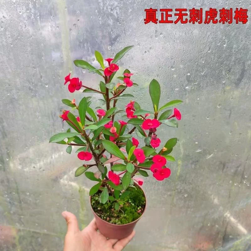 开花铁海棠多枝无刺虎刺梅老桩稀有品种四季开花好养室内外包邮