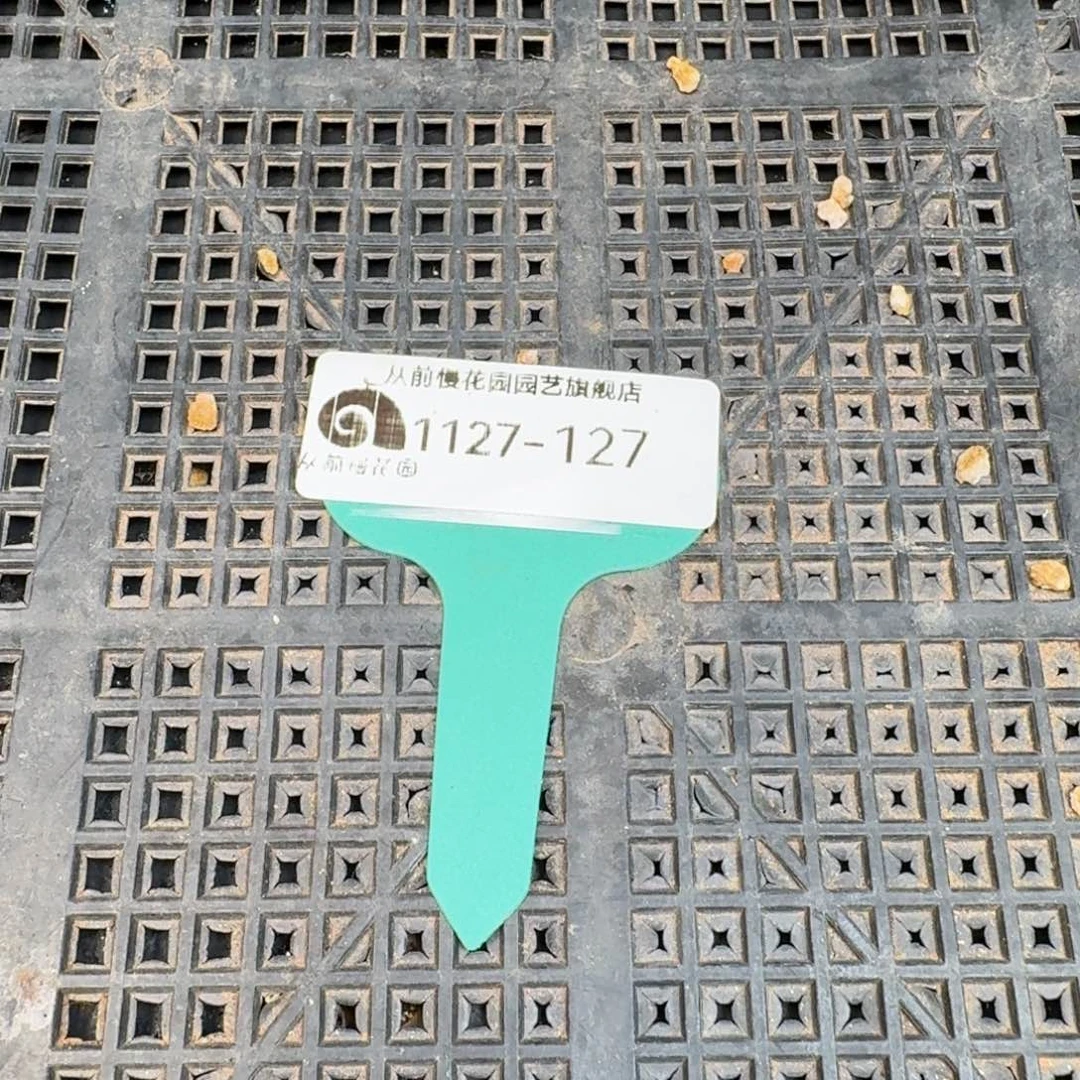 从前慢花园多肉编号1127.127