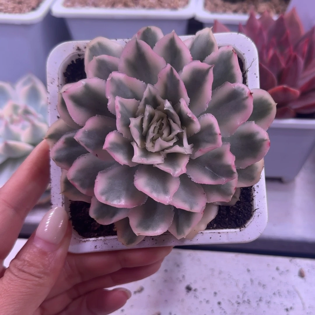 紫蝴蝶锦多肉植物单头
