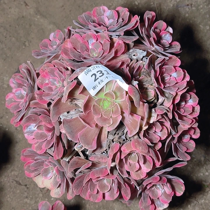 随***安2314爱神多肉植物保护
