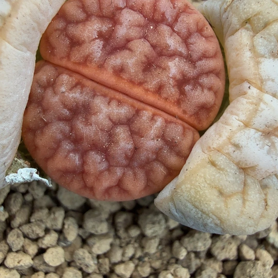 哈哈笑不出话就566是