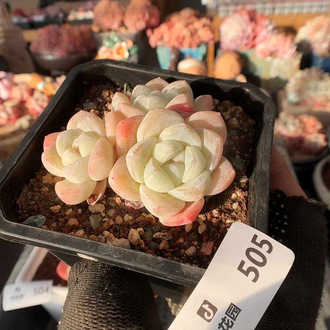 505冰玉多肉植物33663