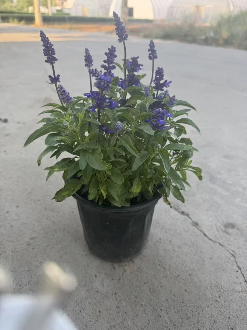 超级鼠尾草萨利芳蓝冰海洋耐热有香味300天花期花卉植物