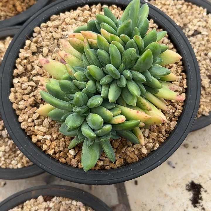 海洋之歌群生缀化多肉