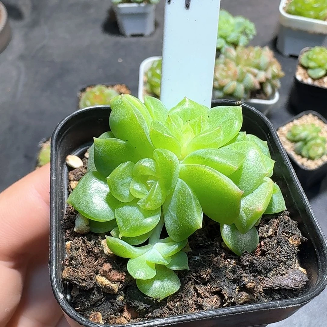 190号4头谪仙多肉8888