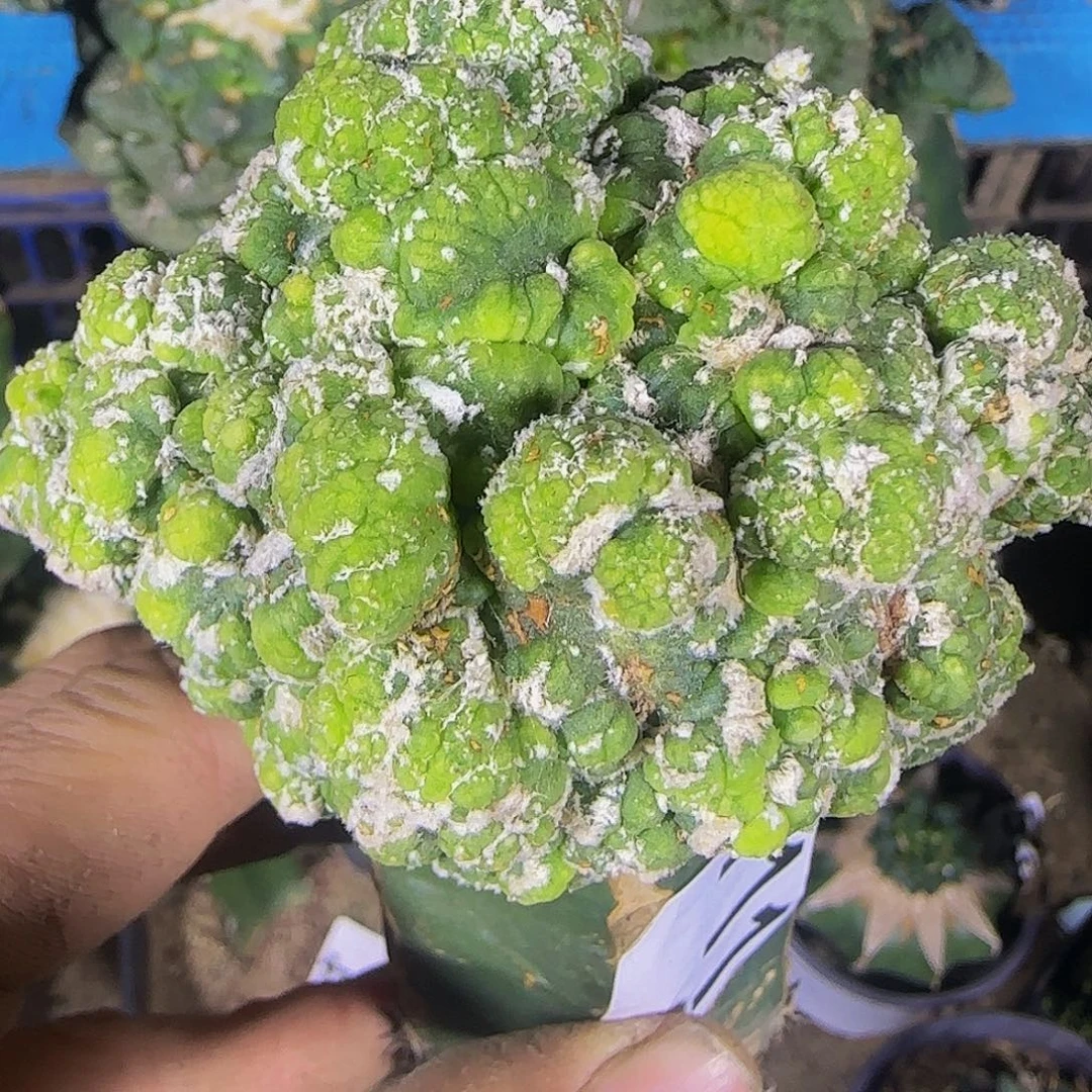 悟空兜711仙人球开花