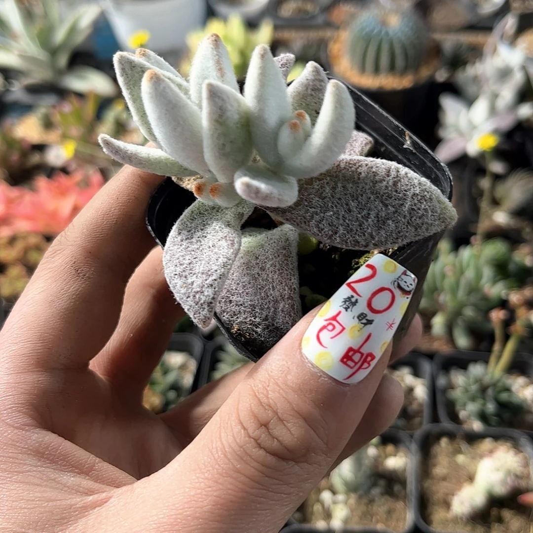 福兔耳单头发货有根发货