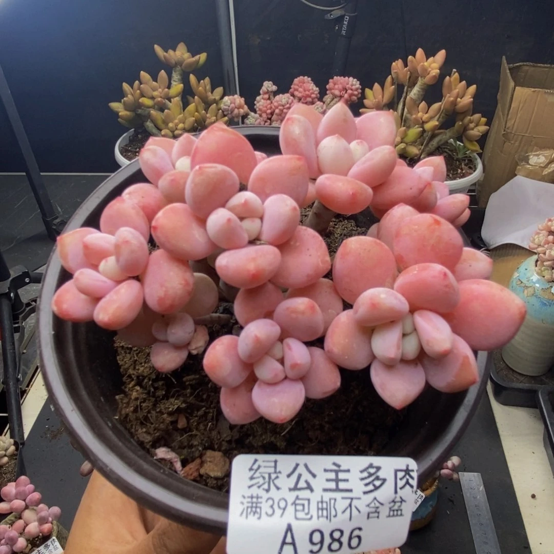986樱花洛神多肉8c m