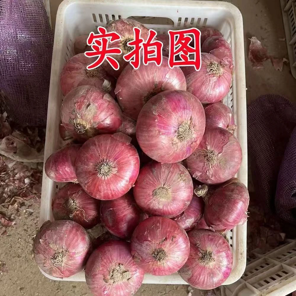河南种植紫皮水果洋葱新鲜现挖现发可生吃汁水足