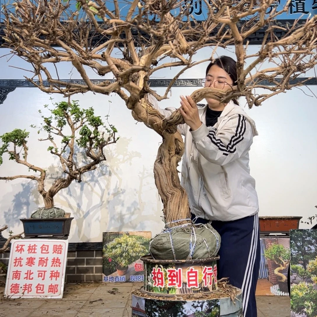 栋***栋无花朵金银花8888