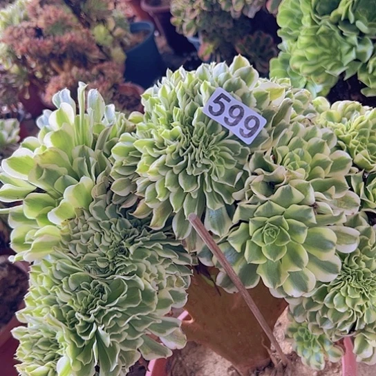 爱***正多肉植物一个绿恩莎