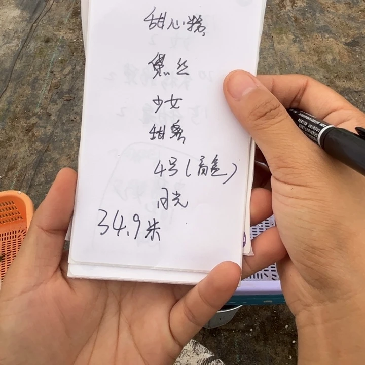 无花朵甜心粉，黛丝，少女，甜蜜，4号，月光