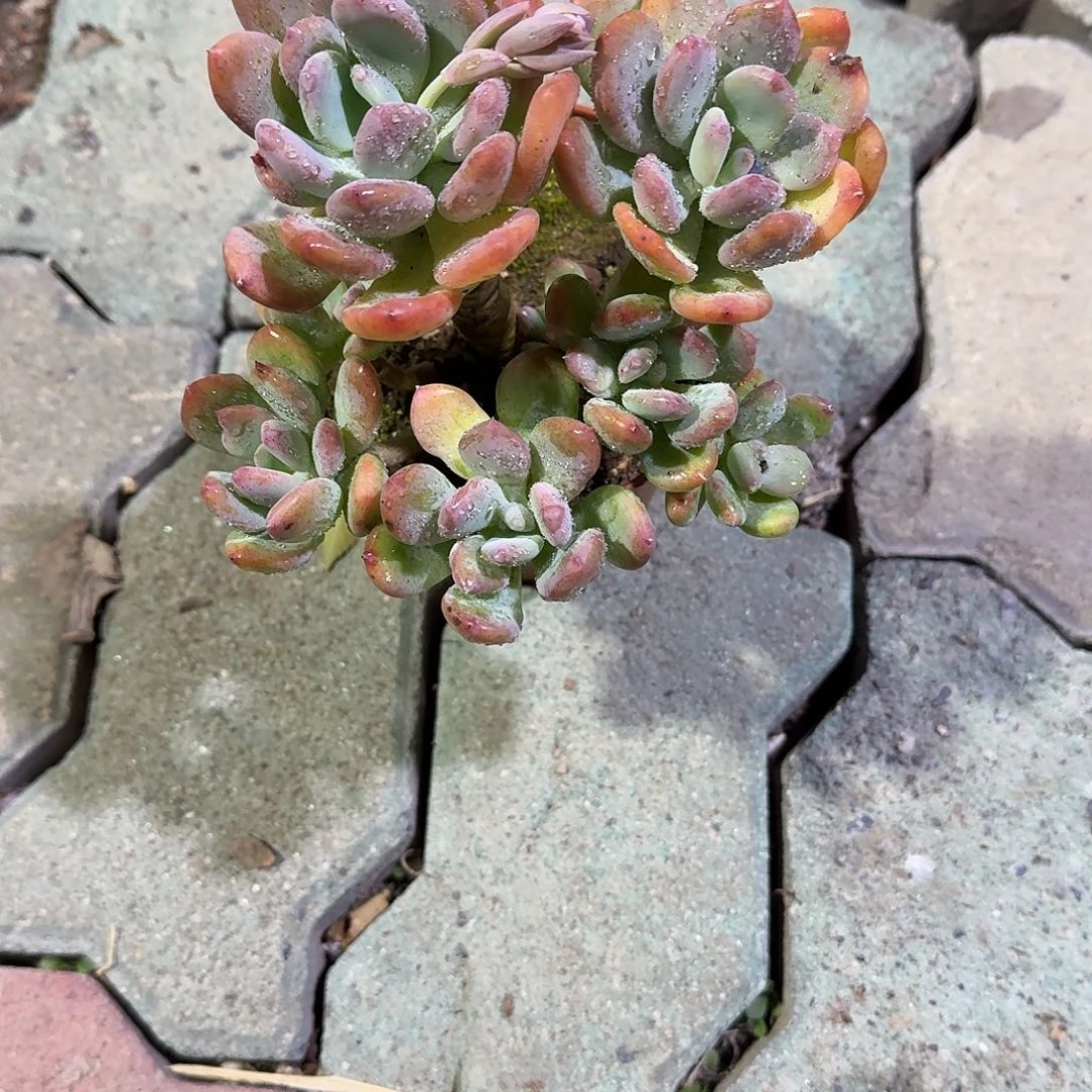 灰姑娘多肉植物精品