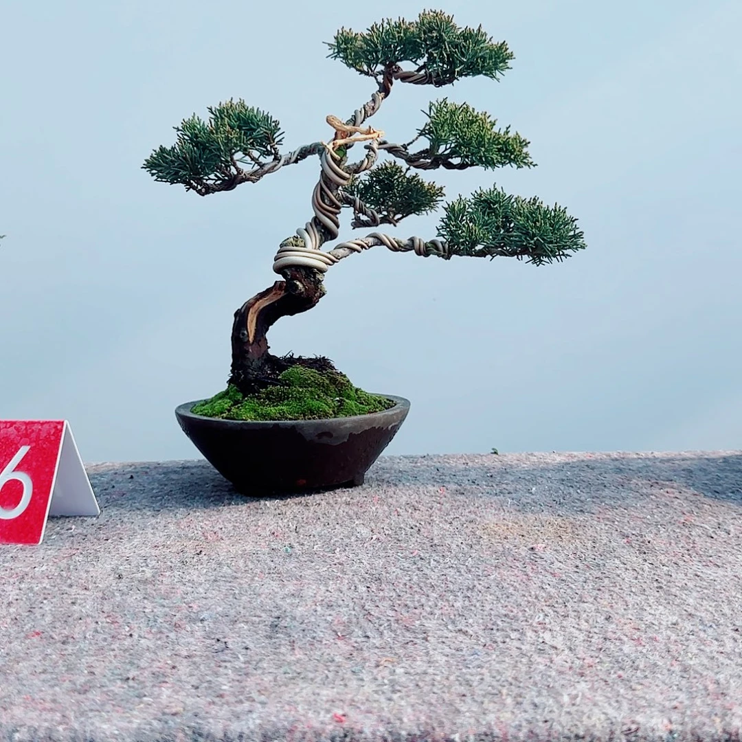 A***3完全开放wuyipsijizjoi