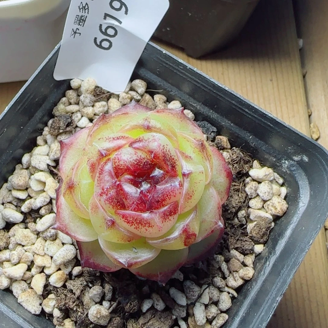 幽灵公主，6619多肉植物