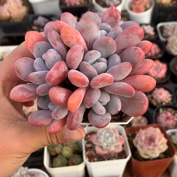 精控粉兔小群多肉