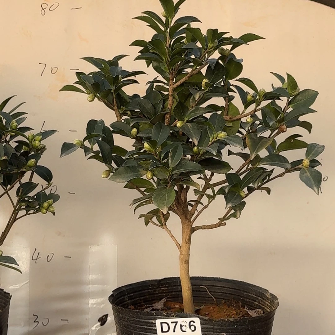 无花朵766狮子头28.8