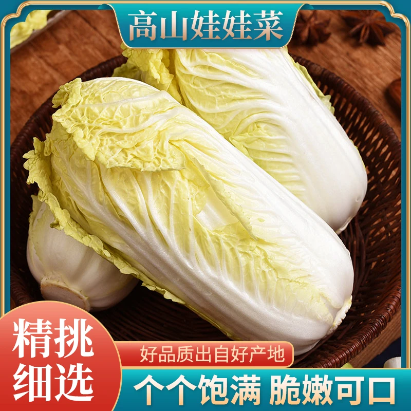 云南露天自种高山娃娃菜黄心新鲜时令蔬菜火锅