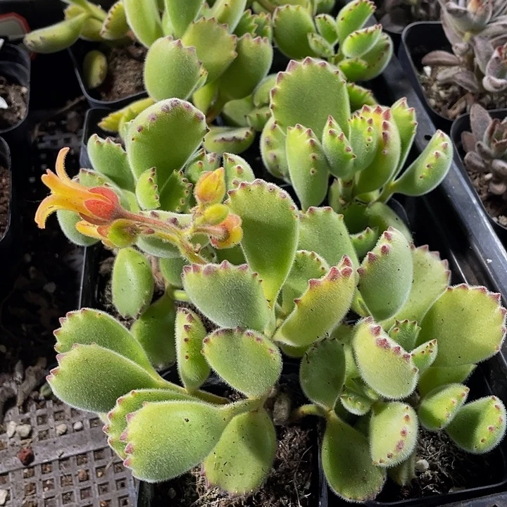 大绿熊带盆土发货