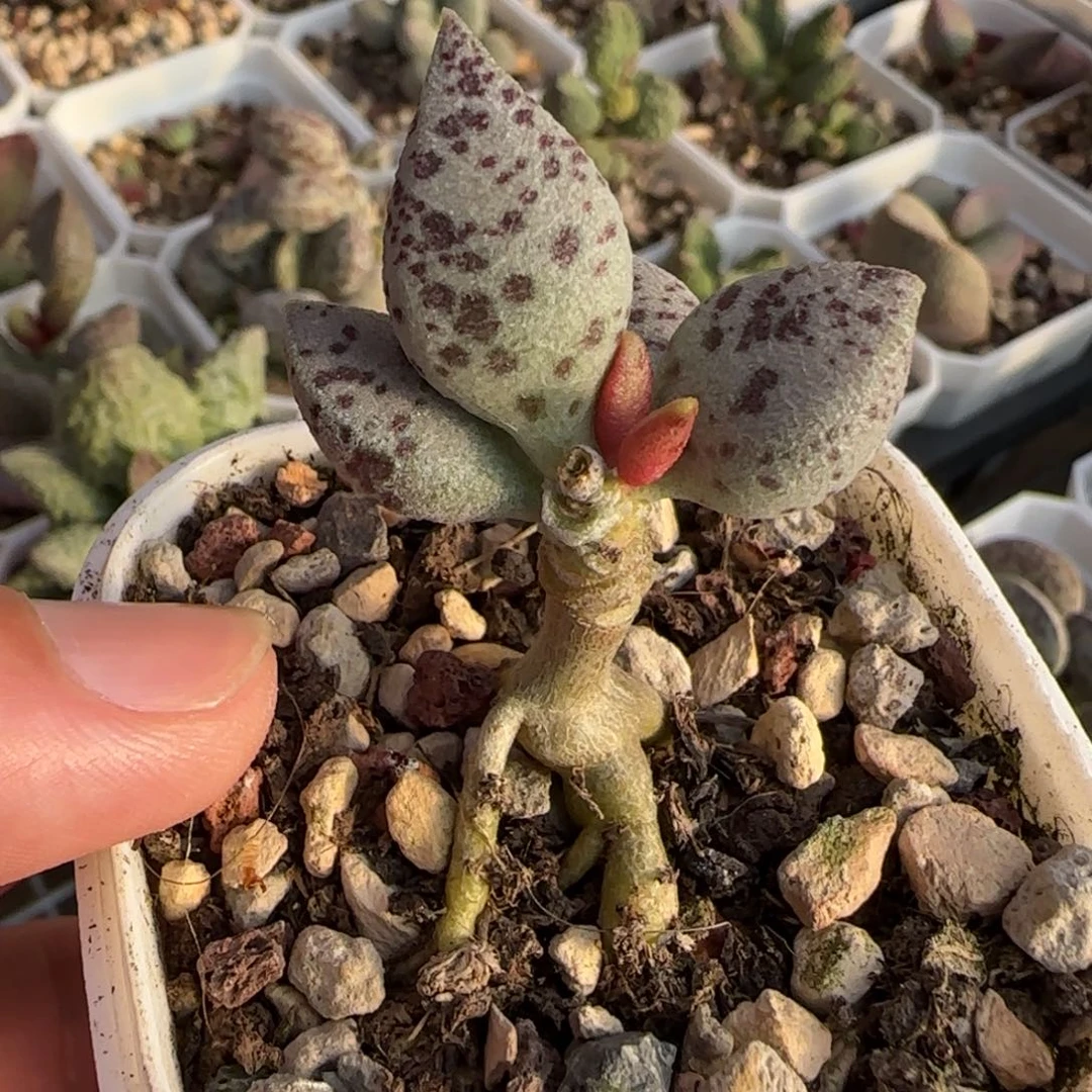 蛇皮水泡多肉植物