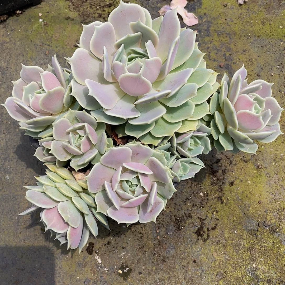 红露露连多肉植物群