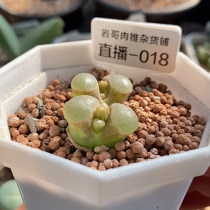 梅萨种源雪花磁铁风铃双头