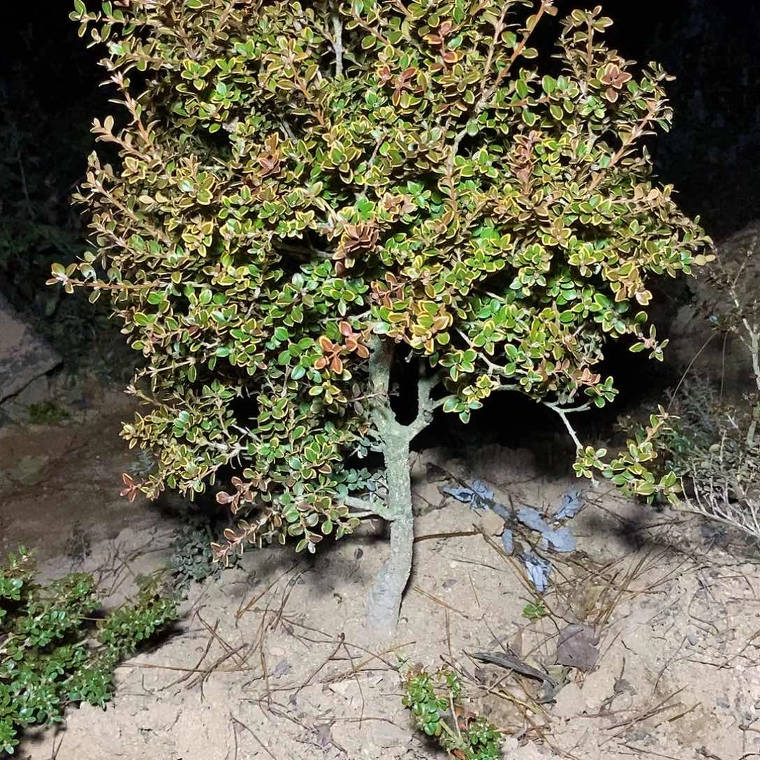 行***远安徽大别山天柱山金边珍珠黄杨