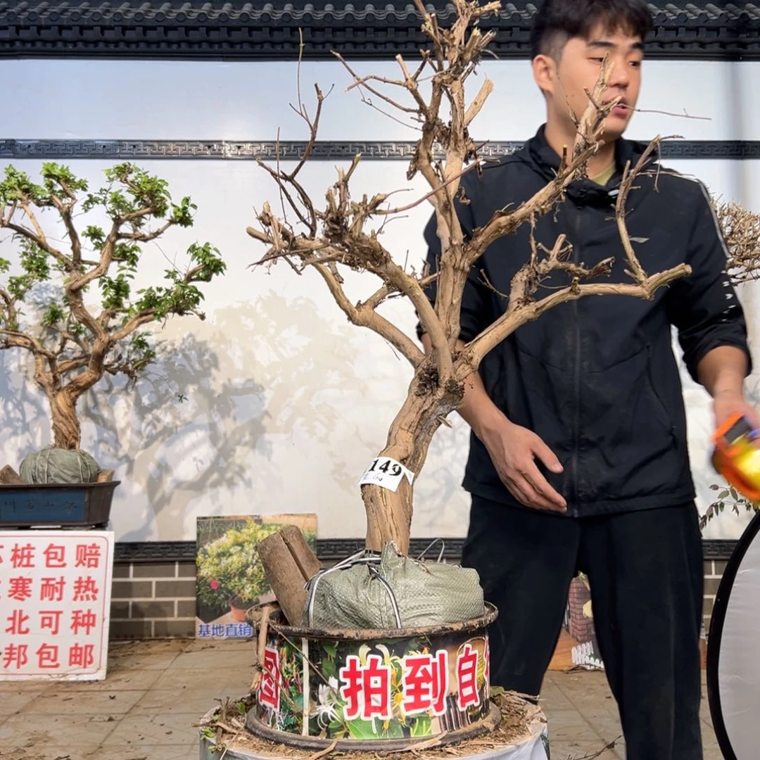无花朵金银花开花1264166655