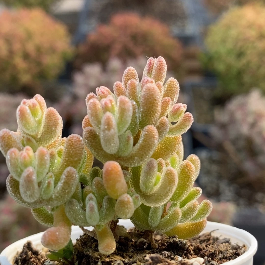 冰橙5038枝干番杏