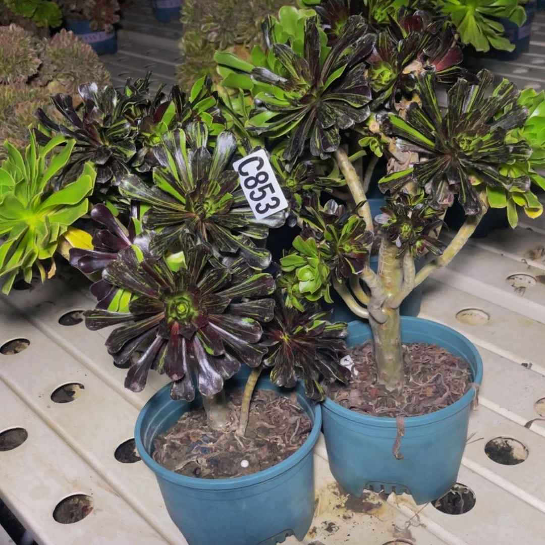 无售后法师7//23包邮