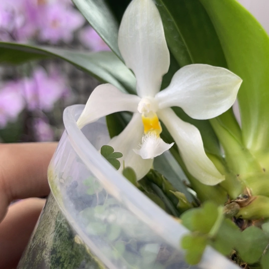 完全开放SWR米库氏-原生种-稀有-1353