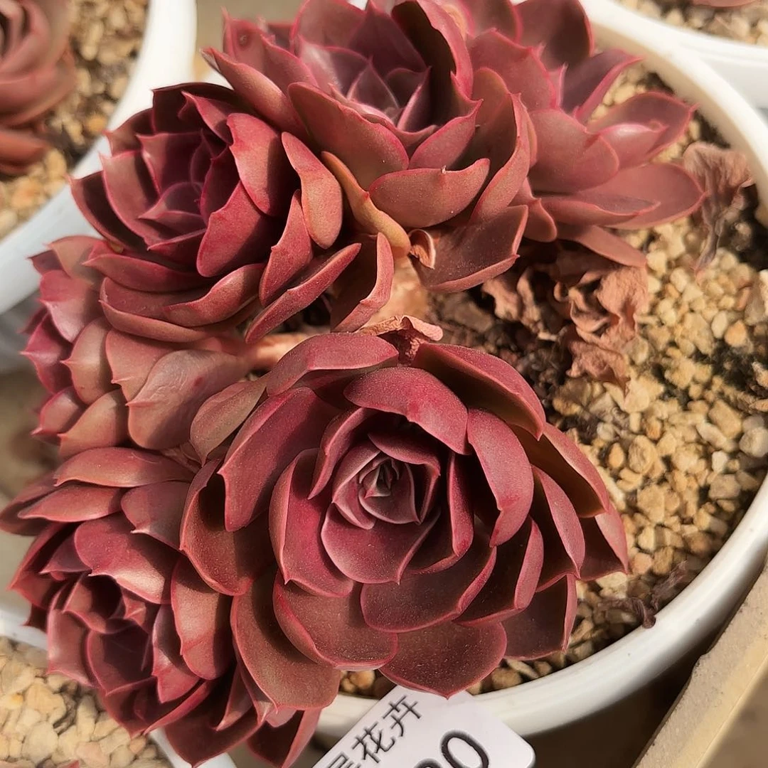 同温层多肉红灯120