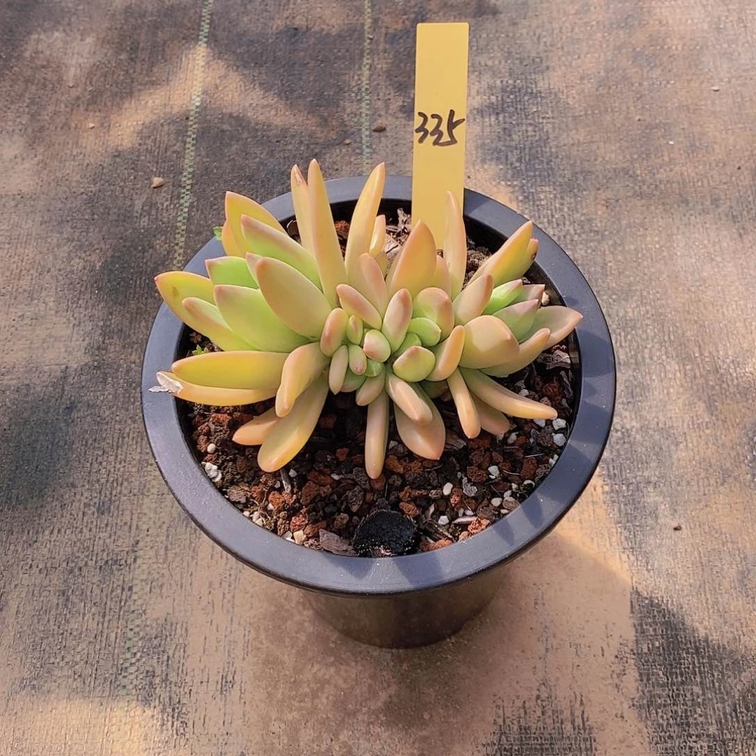 飞*335多肉植物老桩