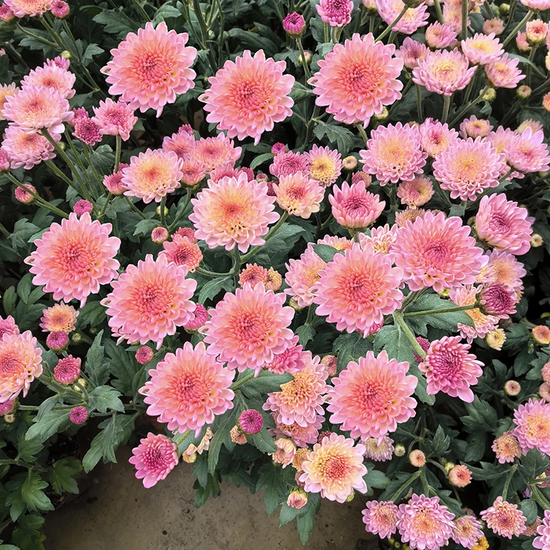 宝莲灯小雏菊盆栽(网红款 新品小菊 颜值高)庭院阳台开花植物