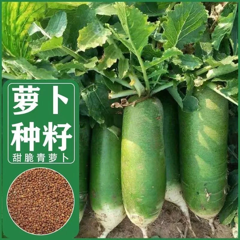 冰糖甜脆水果萝卜种子可生吃绿皮绿瓤萝卜种子蔬菜种子农家蔬菜籽