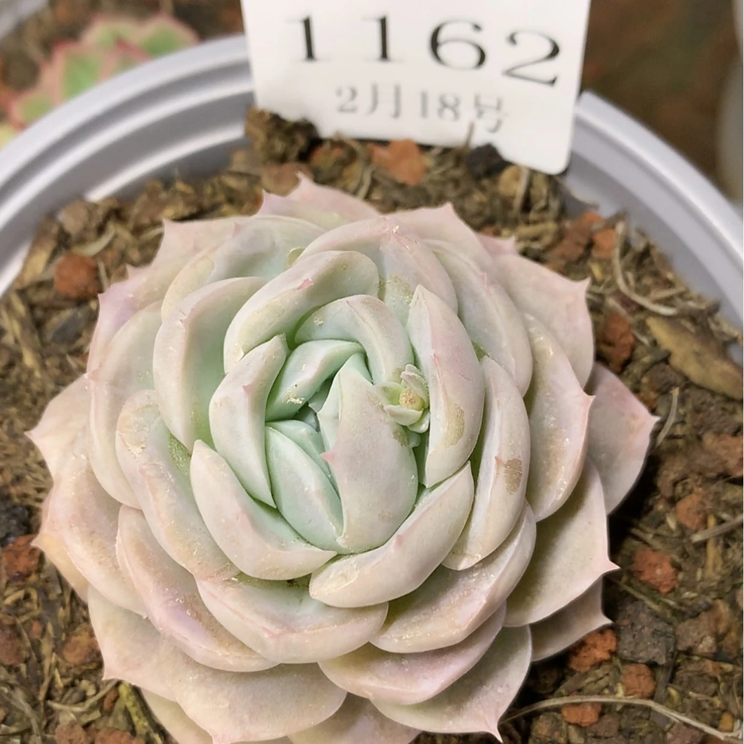 【闪购商品】云1162