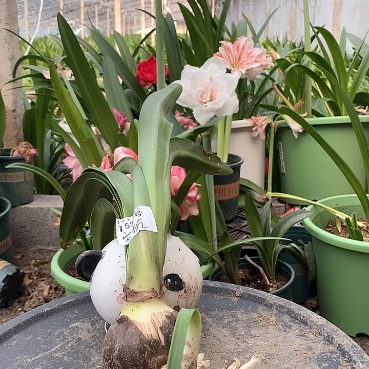 全部花朵安吉拉坨坨朱福利531号