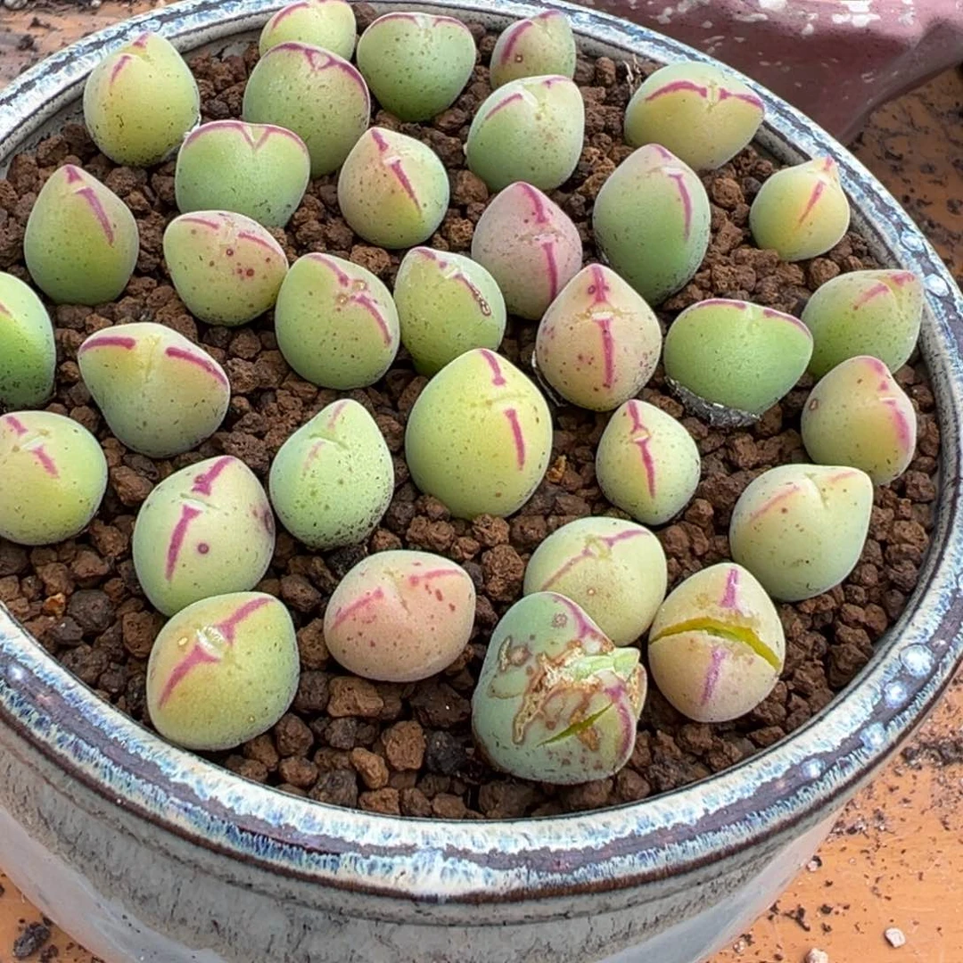 量拍sh2465毛将一颗。