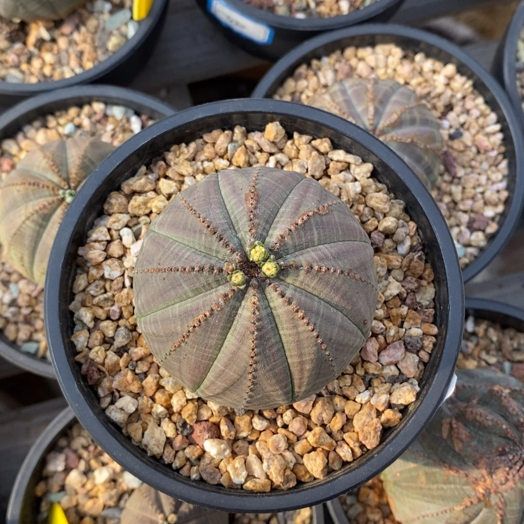 18 欧系实生布纹球多肉植物