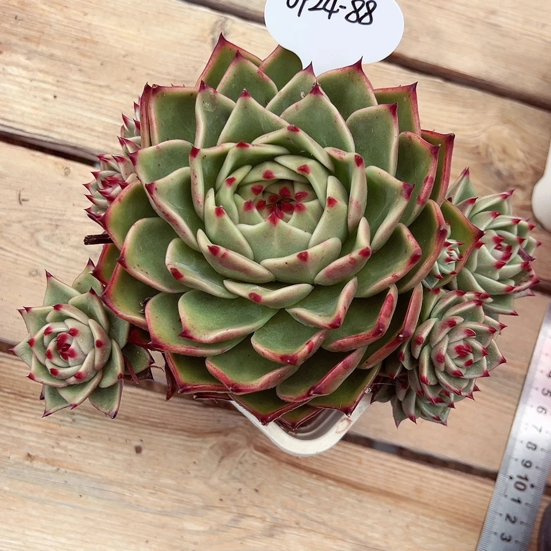 0924-88大蓝龙。。。